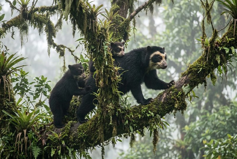 El Resurgimiento del Oso de Anteojos: Perú y Ecuador Celebran el Nacimiento Récord de Cachorros en la Cordillera